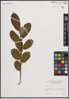 Foto von Salix caprea L.